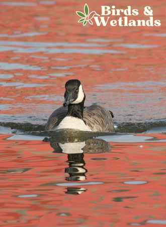 Can Geese Eat Celery? Yes, Chopped Small