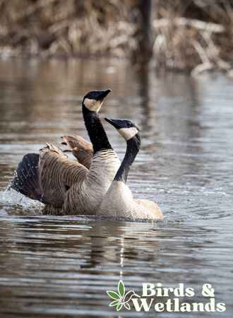 Do Canadian Geese Migrate?