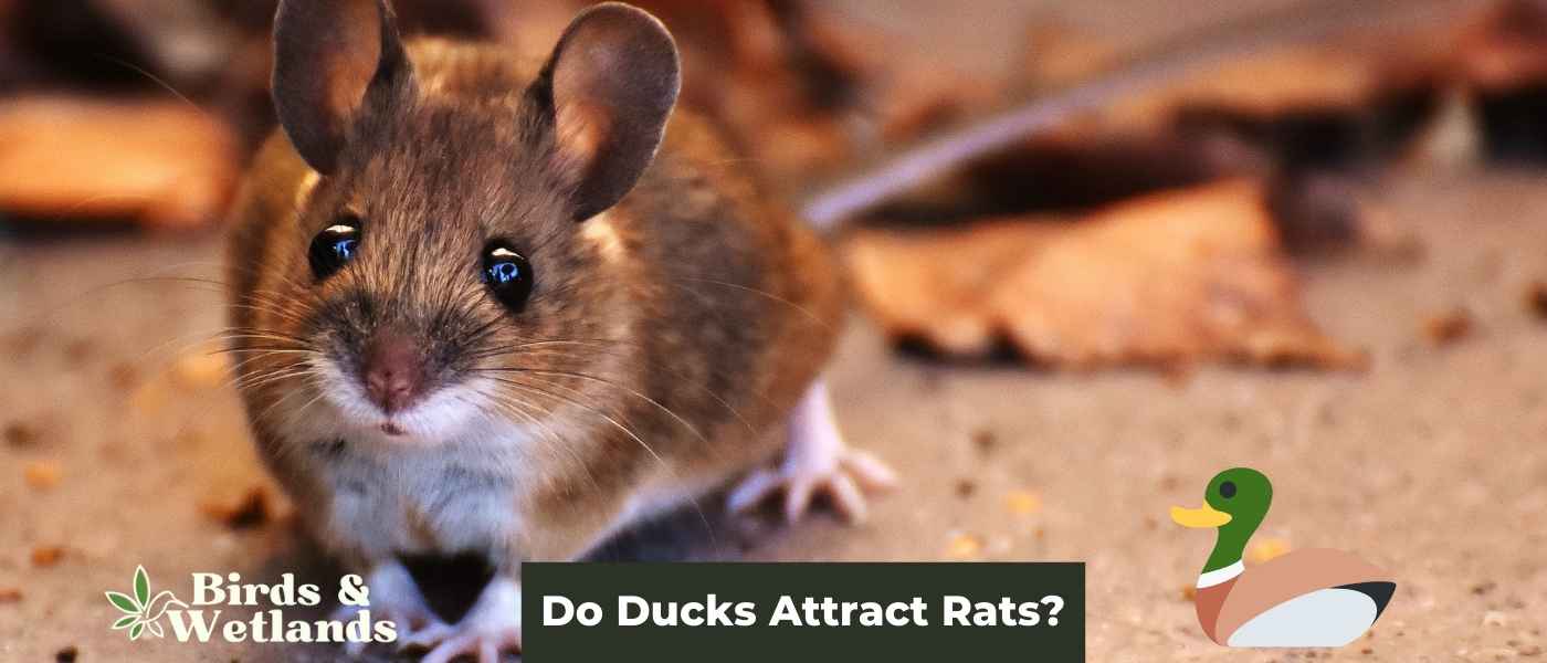 Do Ducks Attract Rats? How to Keep Them Away