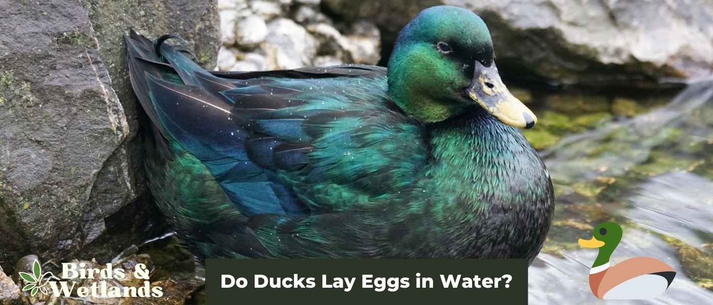 20 Water Birds in Wisconsin (ID Guide)