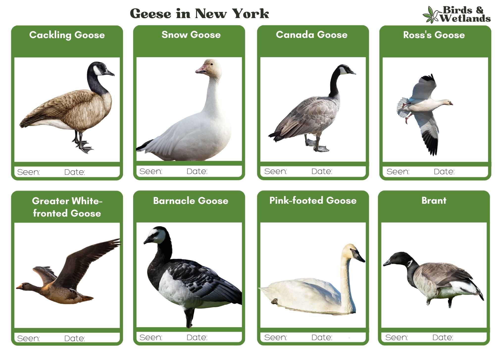 31 Types of Ducks in New York