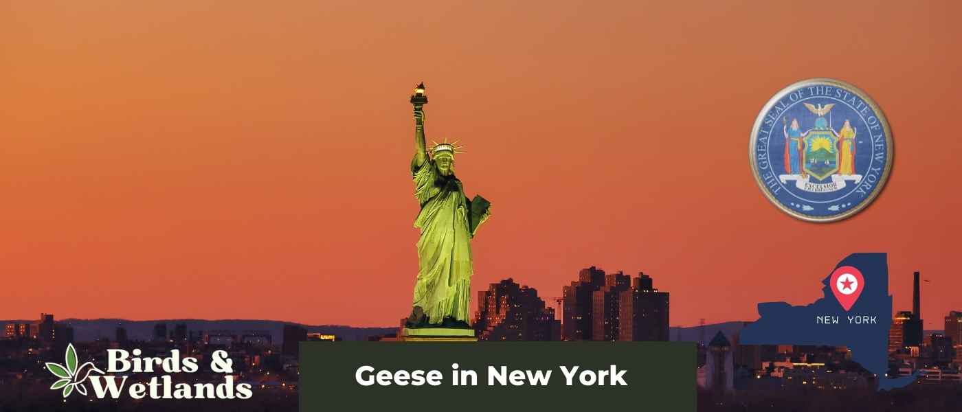 Birds of Prey in New York (20 Species)