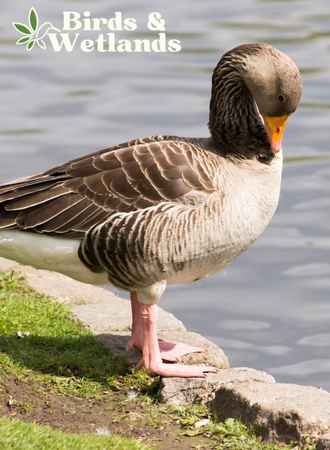 Where Do Ducks Sleep? How and Where They Rest