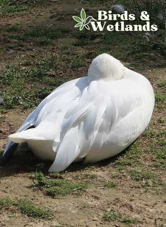 Goose Mating Season: Courtship and Nesting
