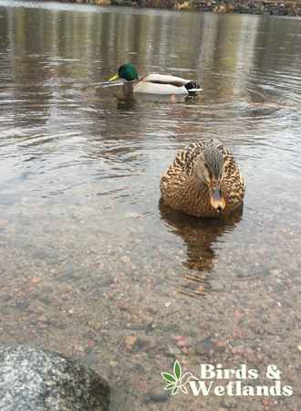 24 Water Birds in Massachusetts