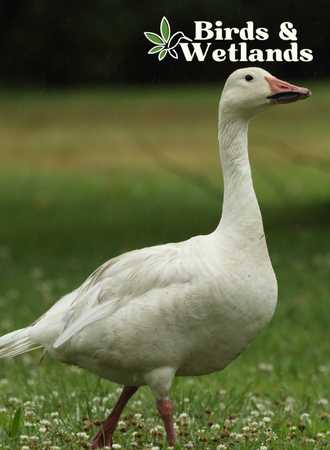 Snow Goose Calls: The Sounds and What They Mean