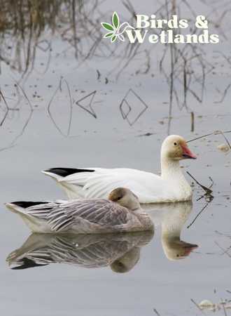 Why Do Swans Swim in Circles?