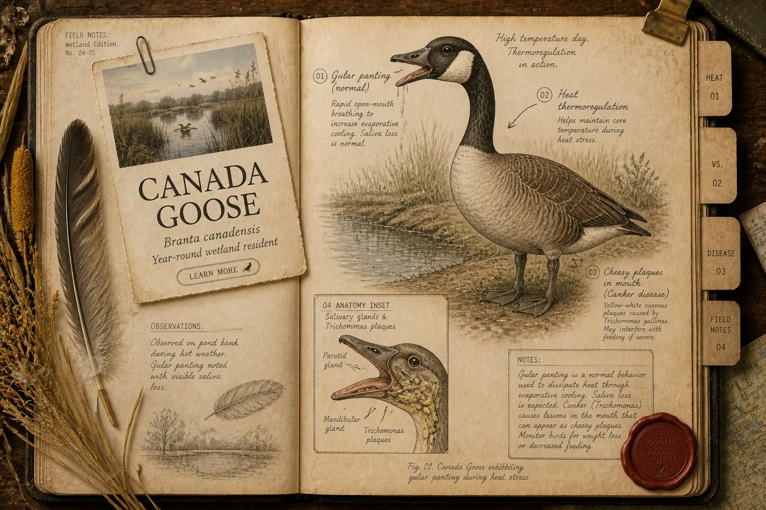 Why Do Geese Drool? Normal, Heat, and Disease