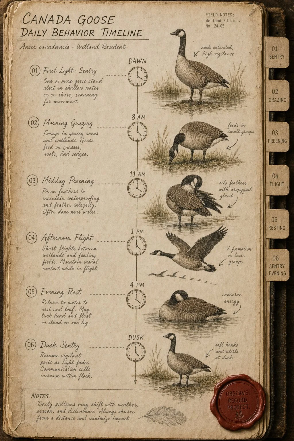 Daily timeline of Canada goose behaviour from dawn to dusk - field journal plate